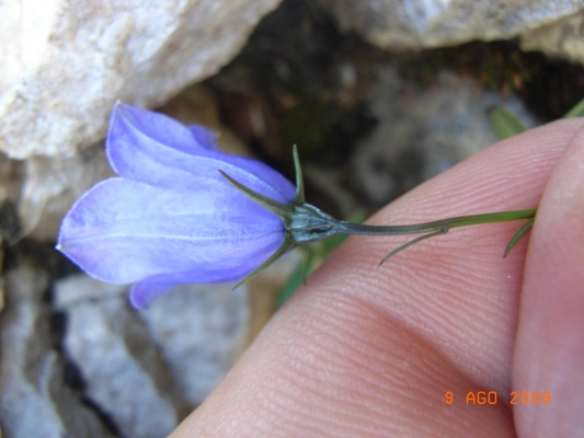Campanula