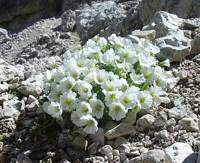 Fiori bianchi