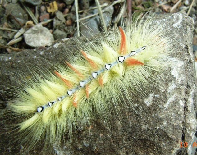 Larva di lepidottero