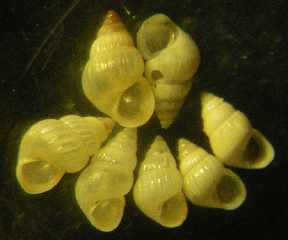 P.  radiata?