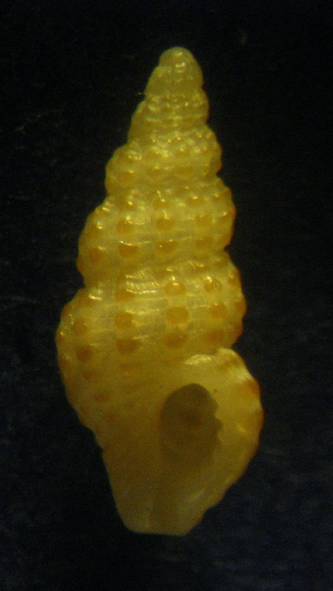 Chauvetia mamillata?