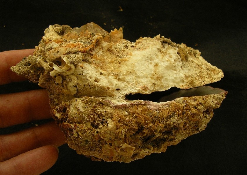 Spondylus gaederopus?