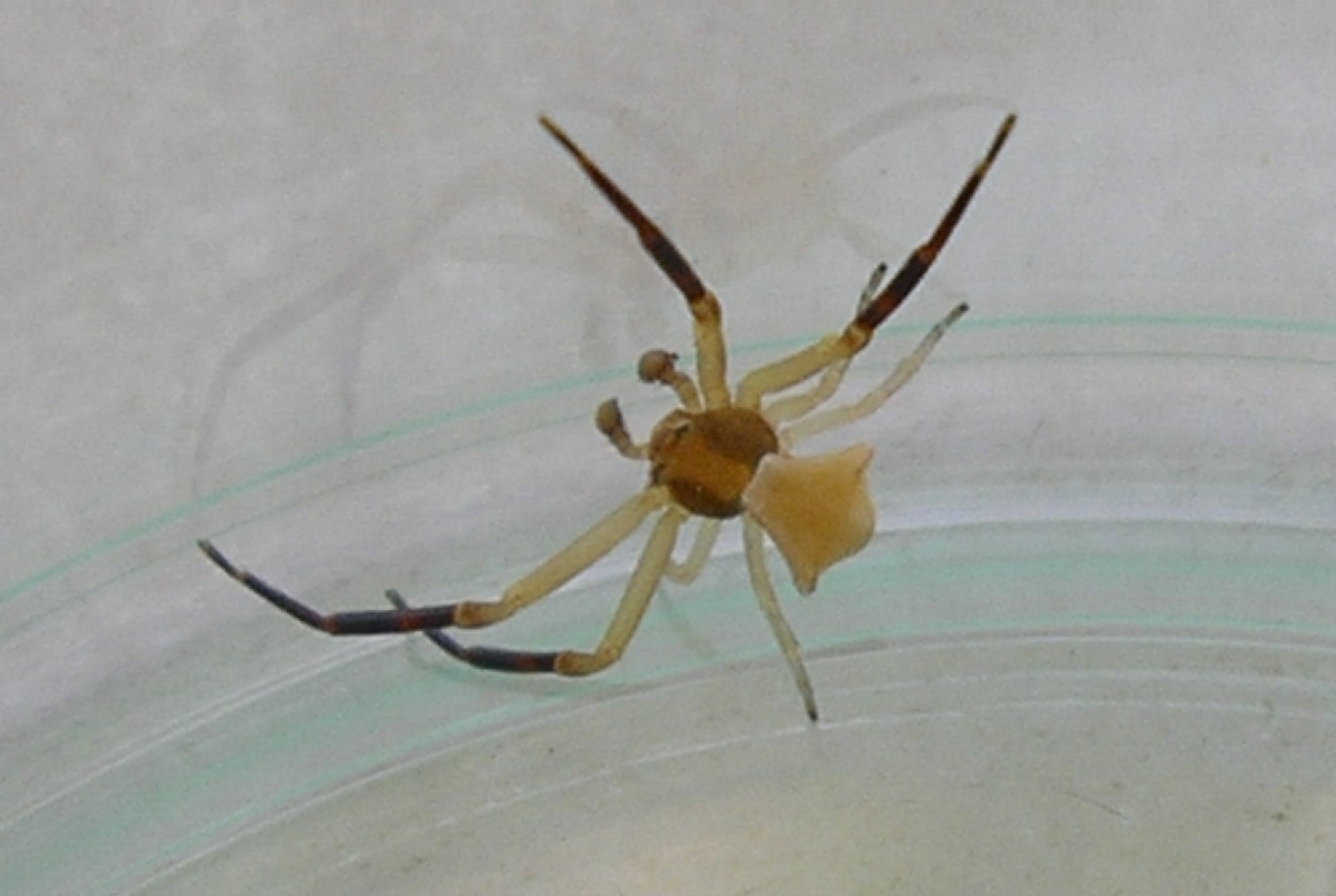 Thomisus onustus