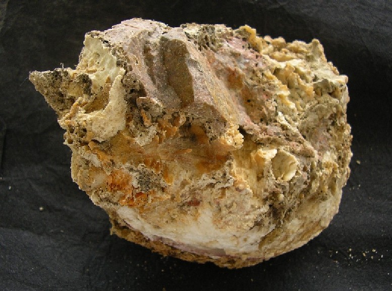 Spondylus gaederopus?