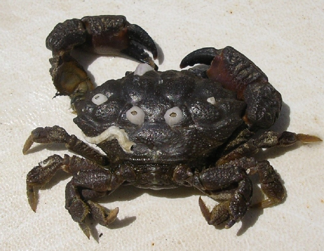 Xantho incisus