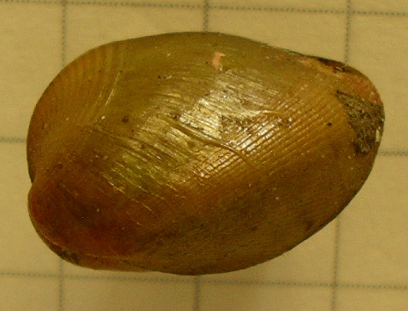 mytilidae?