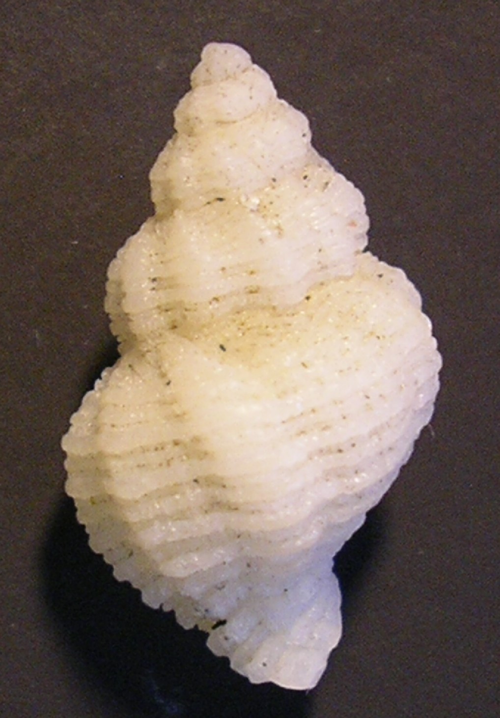 coralliophila ...