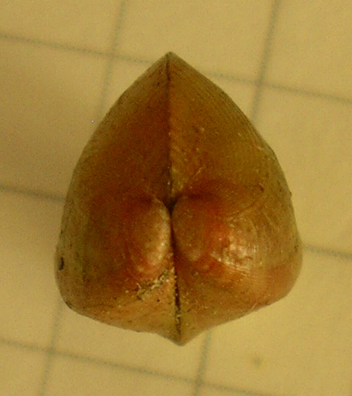 mytilidae?