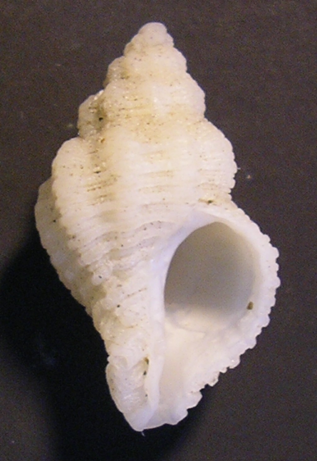 coralliophila ...