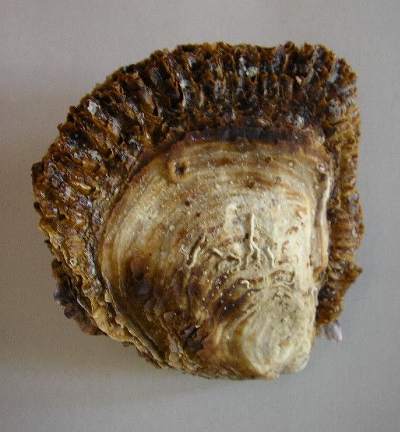 dalla Sardegna ... 3