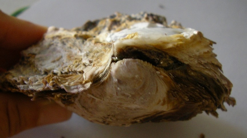 dalla Sardegna ... 3