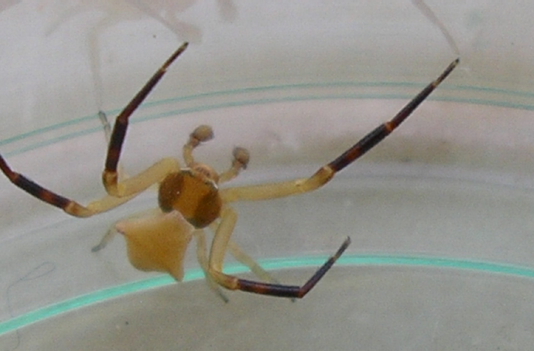 Thomisus onustus