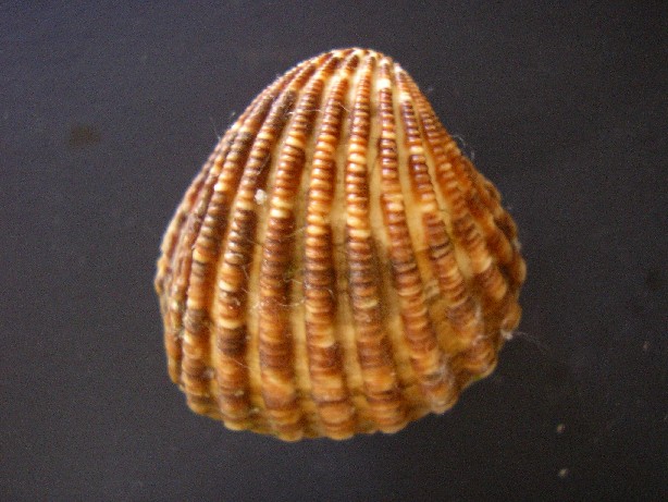 dalla Sardegna ... 4