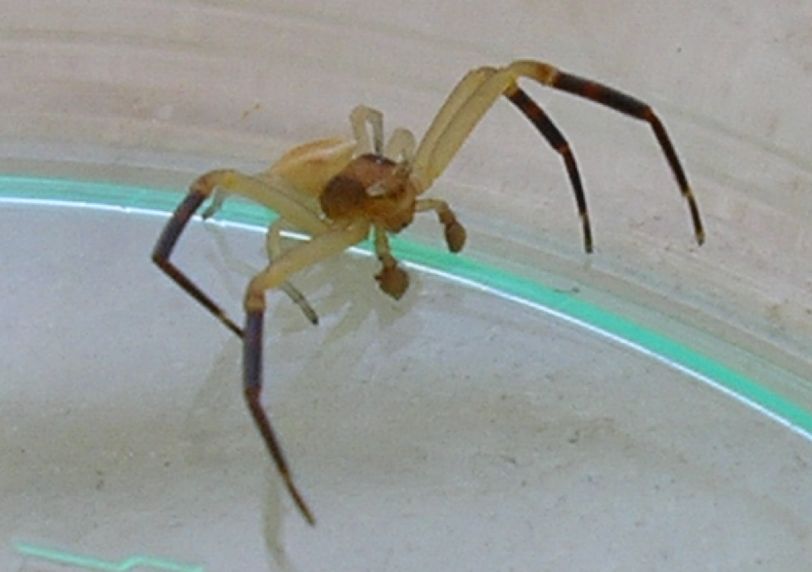 Thomisus onustus