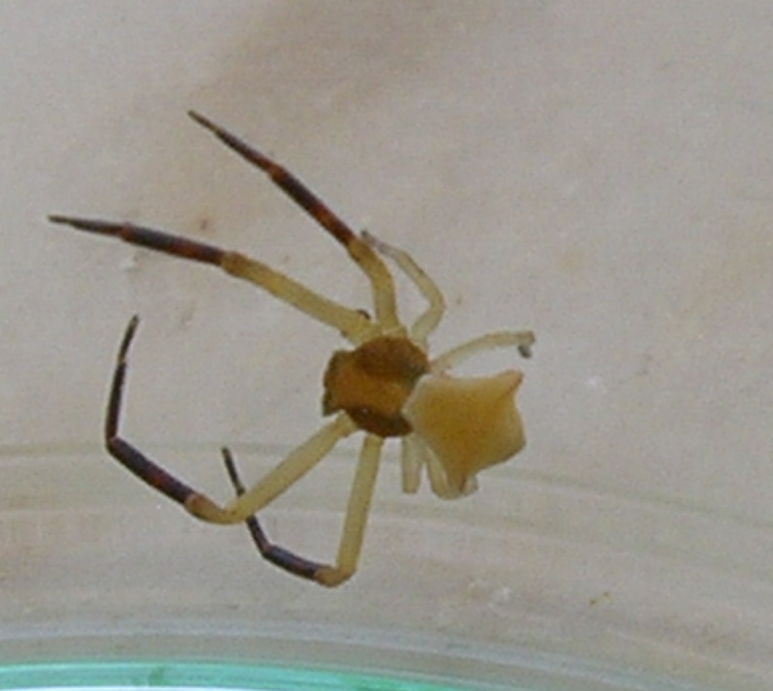 Thomisus onustus