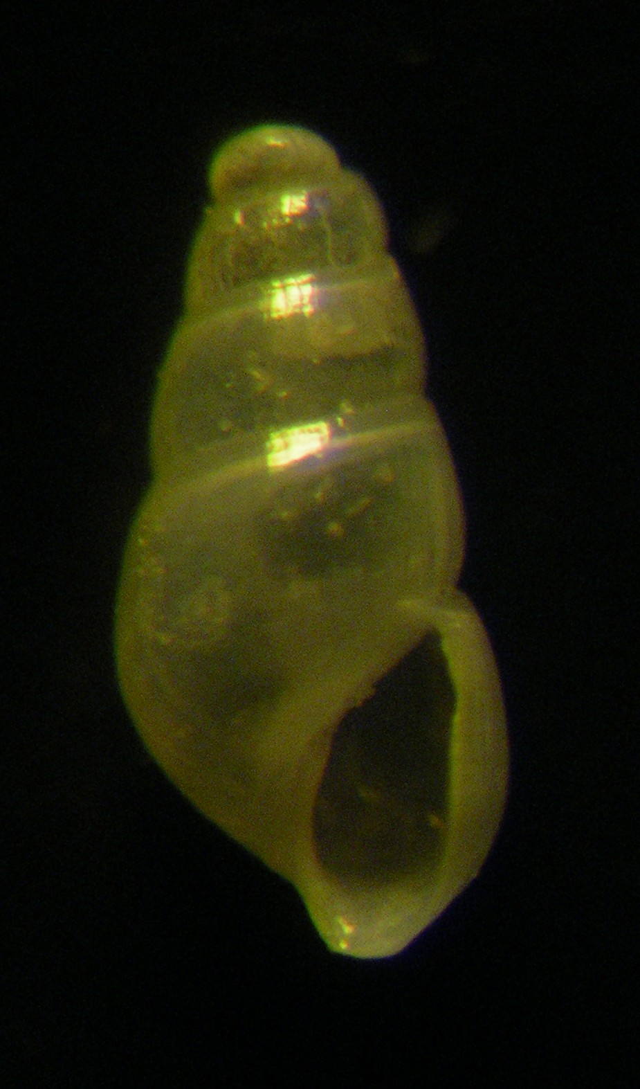 Odostomia (Auristomia) rutor Nofroni & Schander, 1993