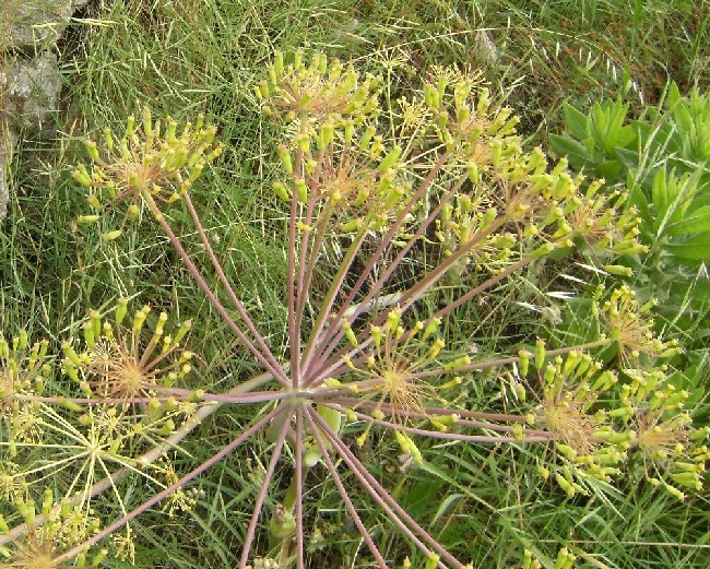 Thapsia garganica