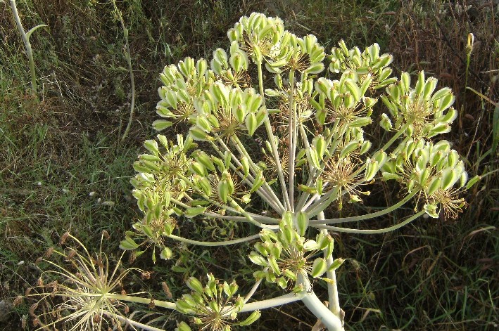 Thapsia garganica