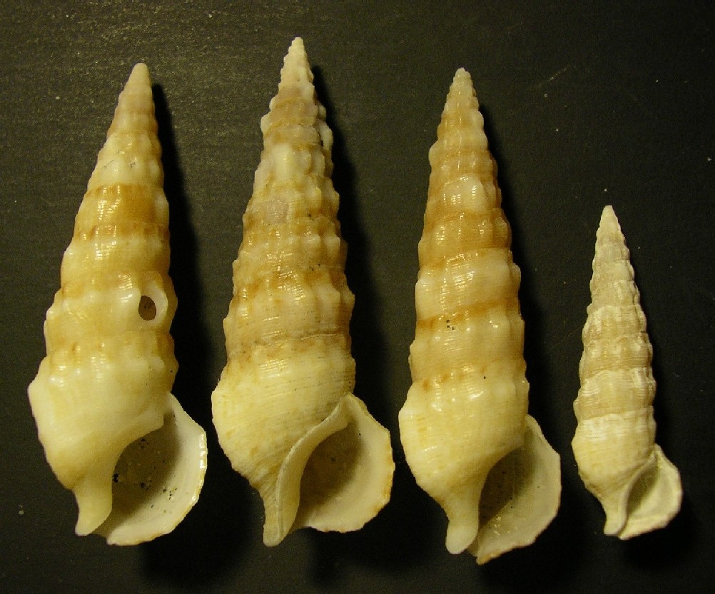 cerithium da ostia ...1