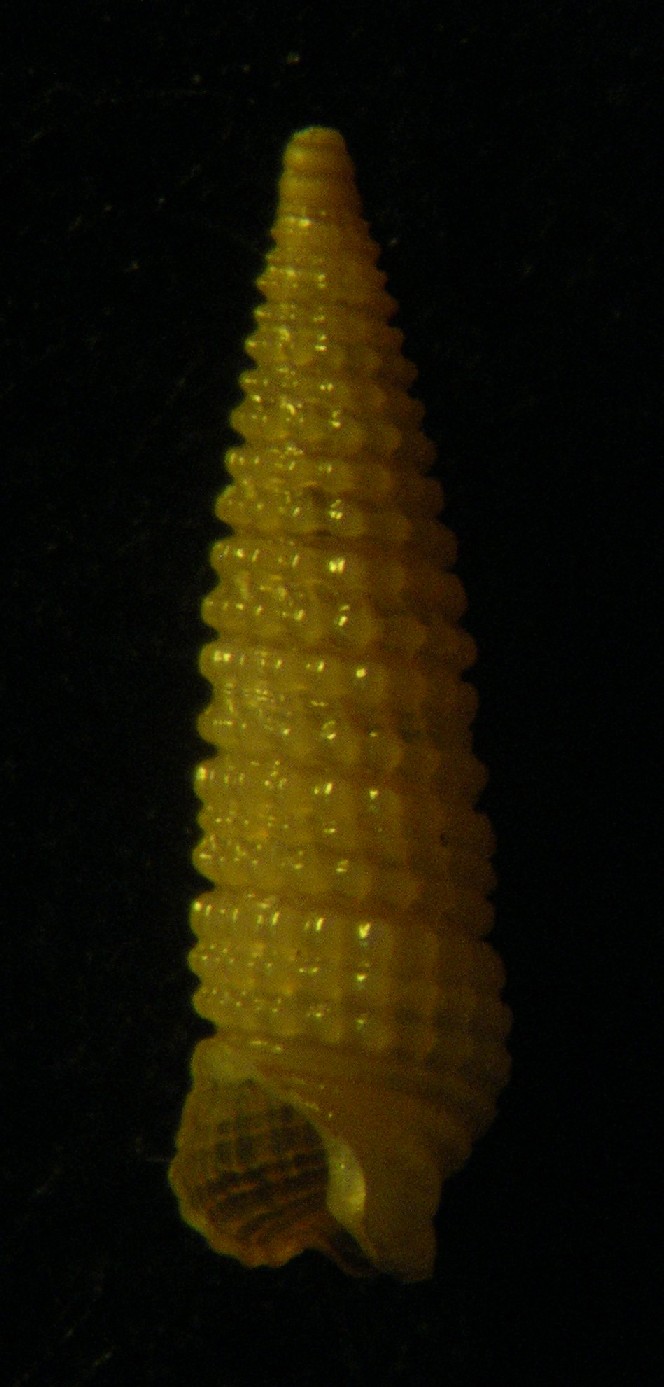 Similiphora ...?