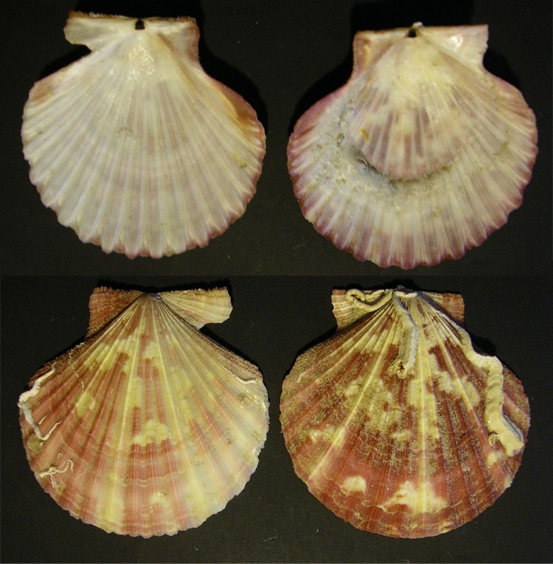 Aequipecten ....