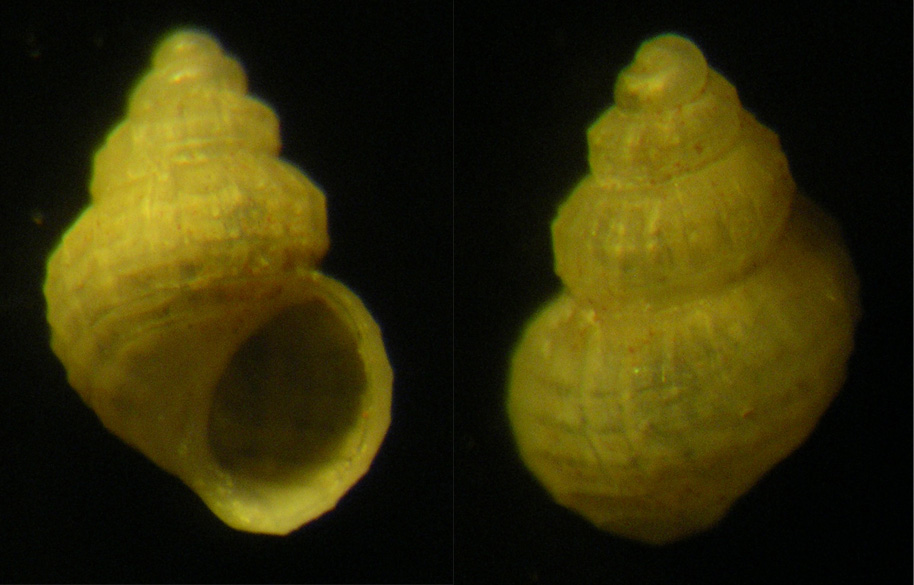 A. dianensis?