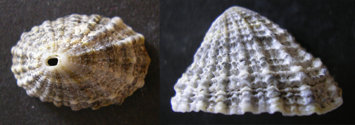 Diodora graeca (probabilmente subfossile)