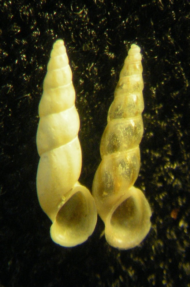Zannone 18m (Rissoa 22-4/2133-5) R. rhodensis e auriscalpium