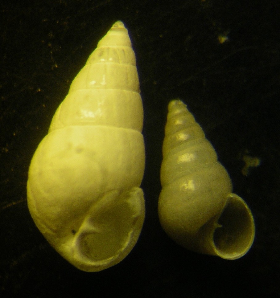 odostomia conoidea?