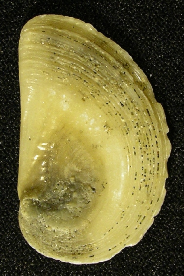 di chi � questo ...?