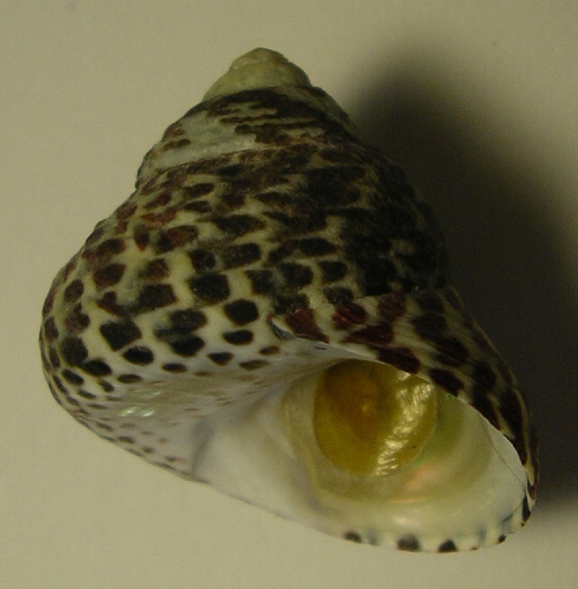 Osilinus turbinatus