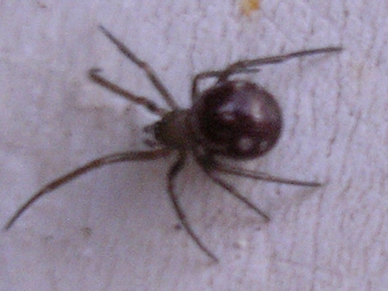 Steatoda grossa