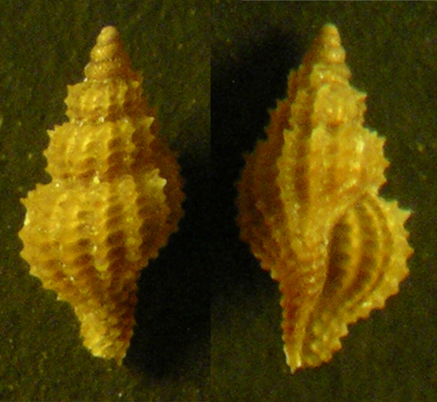 Zan 002 ... Raphitoma ....?