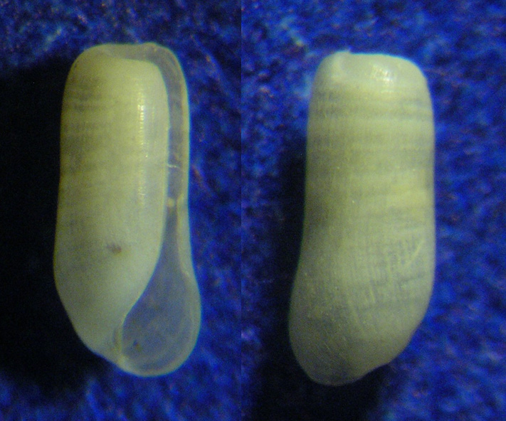 ZAN002... Retusidae ...