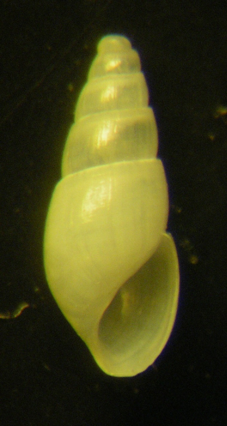 Odostomia (Auristomia) rutor Nofroni & Schander, 1993