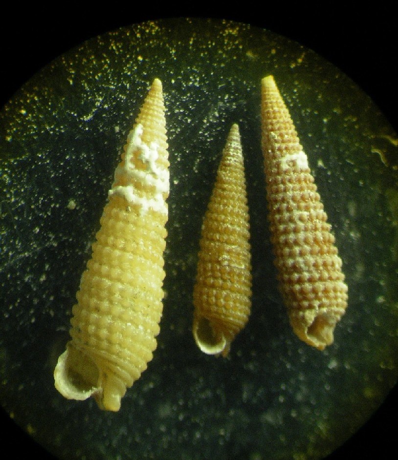 ZAN003...  triphoridae?