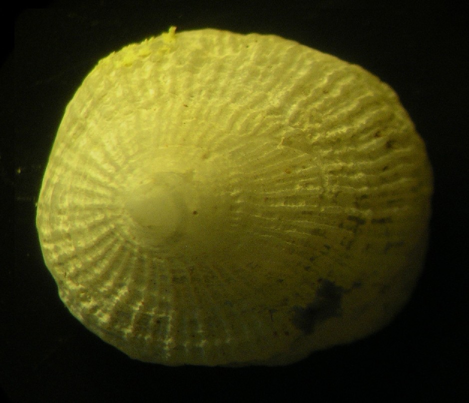 dal detrito di Zannone (7) Trimusculus mamillaris