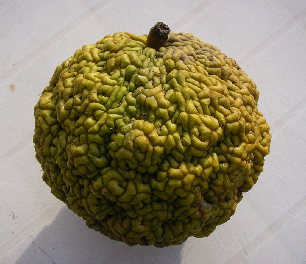 frutto di di Maclura pomifera