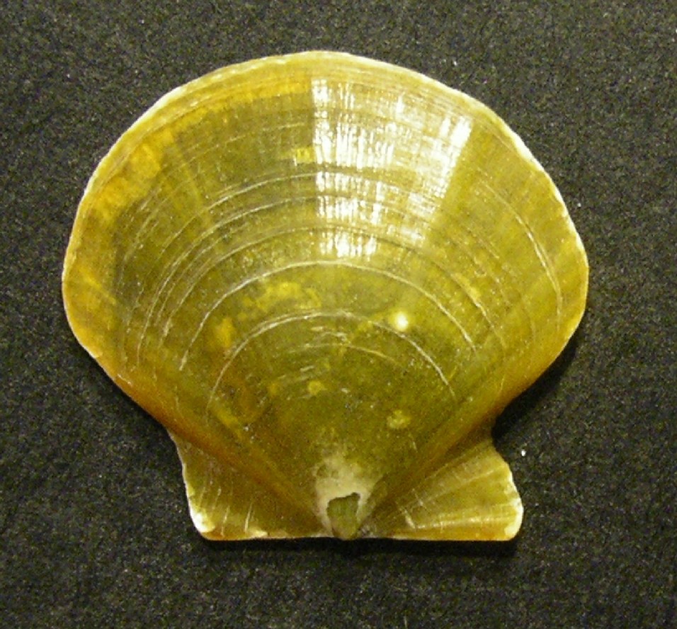 Lissopecten hyalinum?
