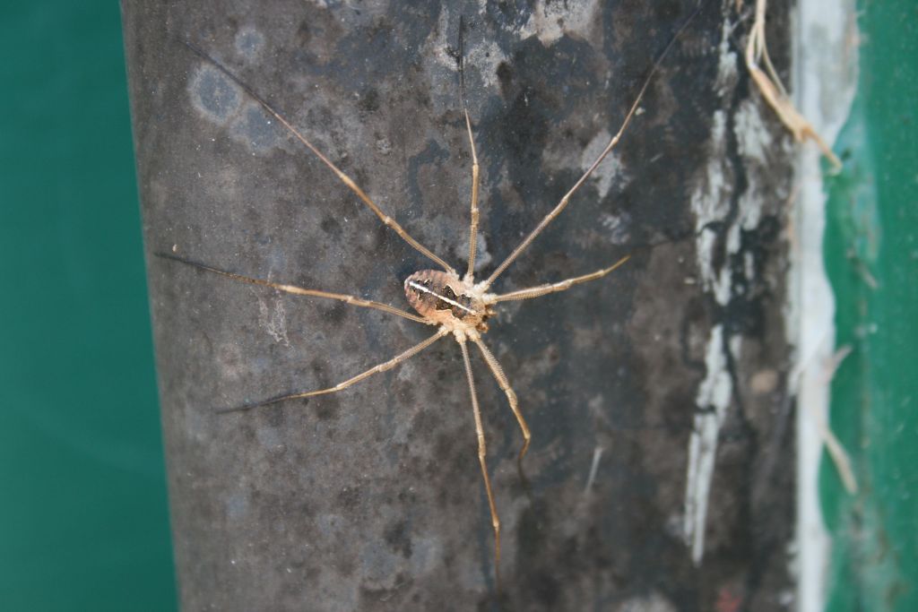 Metaphalangium della Sardegna (CA)