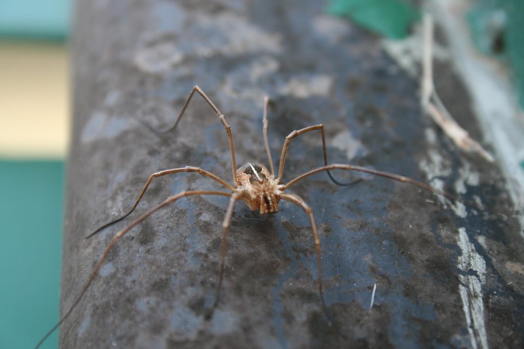 Metaphalangium della Sardegna (CA)