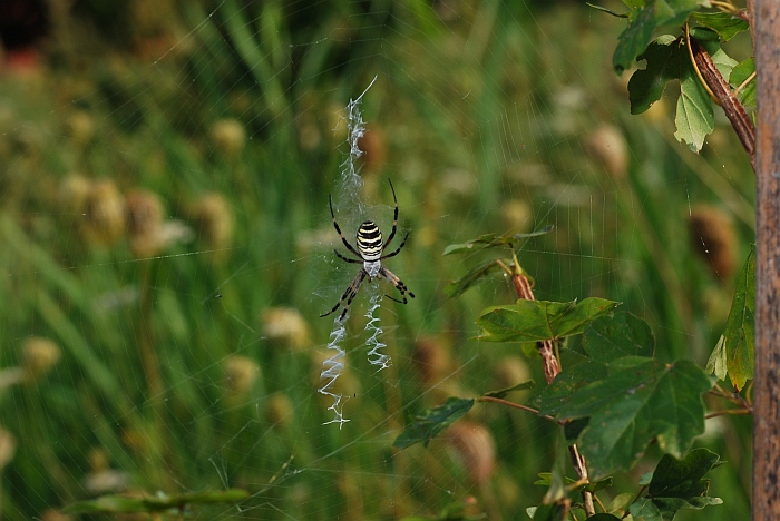 Argiope bruennichi:  preparazione del pranzo