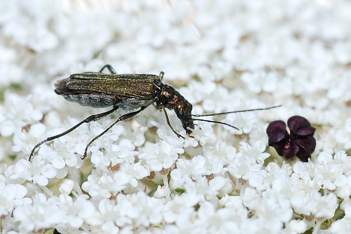 Oedemeridae...quale?