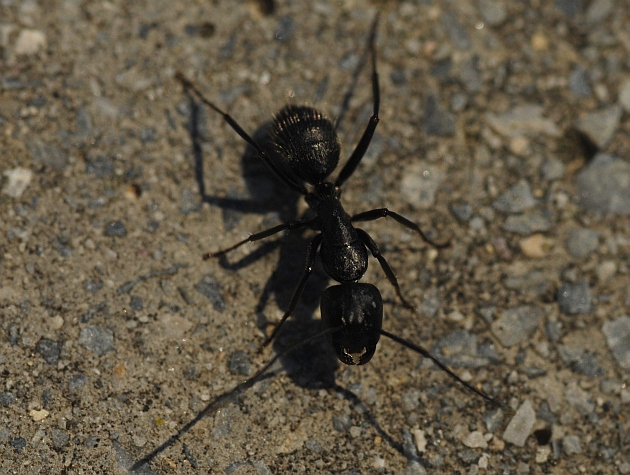 grossa formica - Camponotus vagus