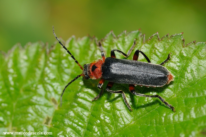 Cantharidae? Cantharis rustica