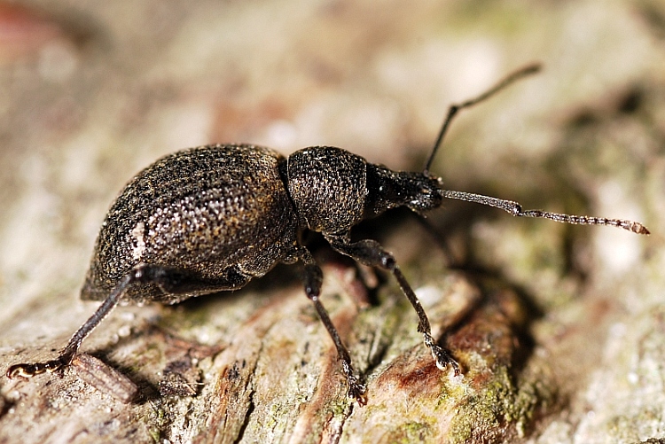 Othiorrynchus pseudonothus (= salicicola)