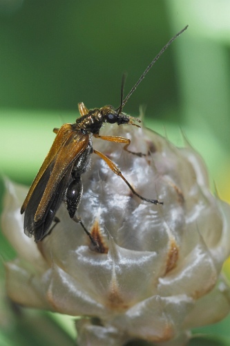 Oedemeridae...quale?