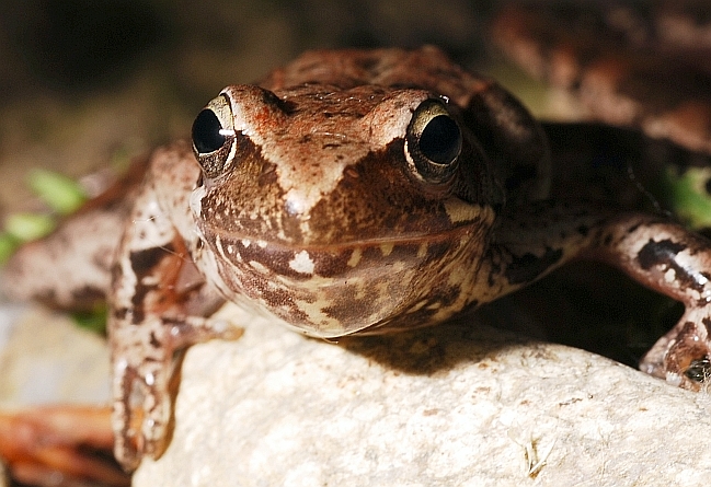 ID Rana temporaria o di lataste? Rana dalmatina