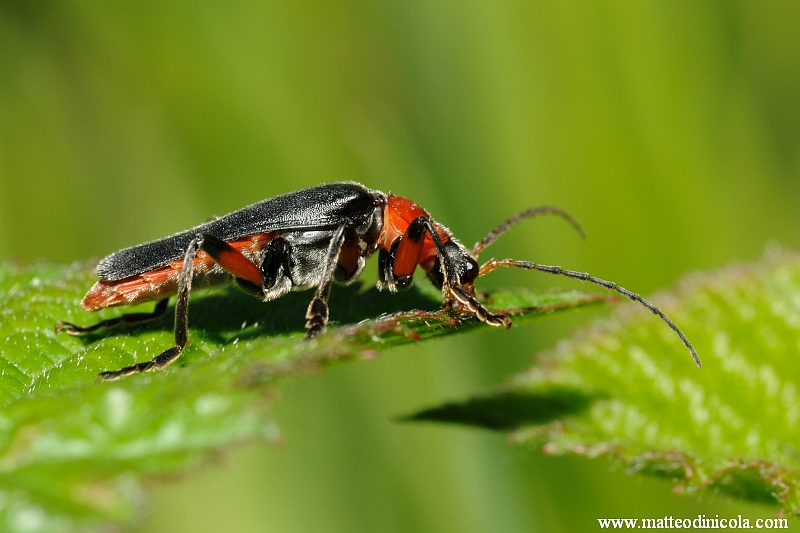 Cantharidae? Cantharis rustica