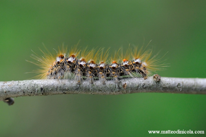 determinazione larva - Euproctis chrysorrhoea